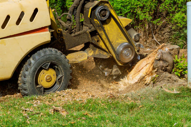 Dead Tree Removal in La Palma, CA